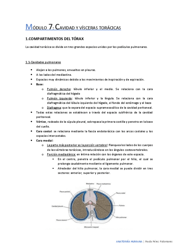 Miniatura del documento cavidades-del-torax.pdf