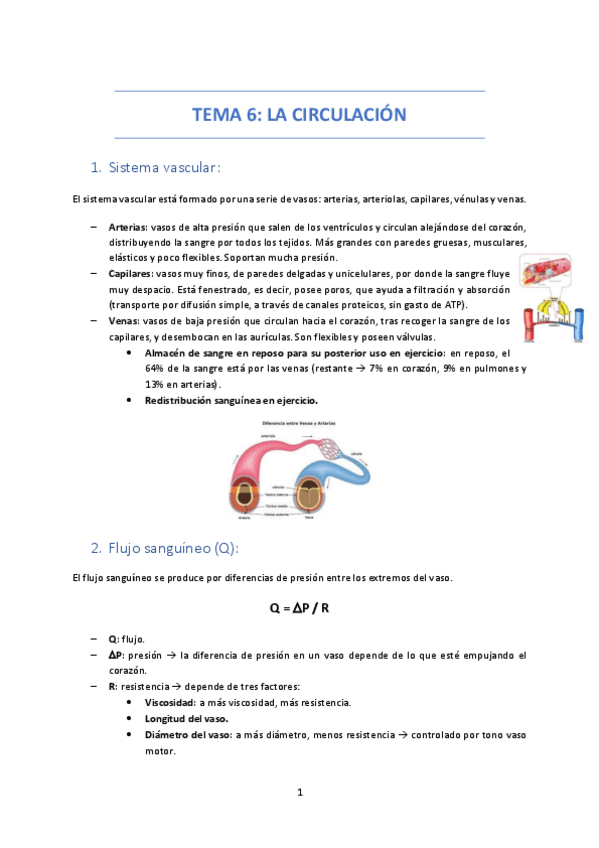 Miniatura del documento TEMA-6-LA-CIRCULACION.pdf