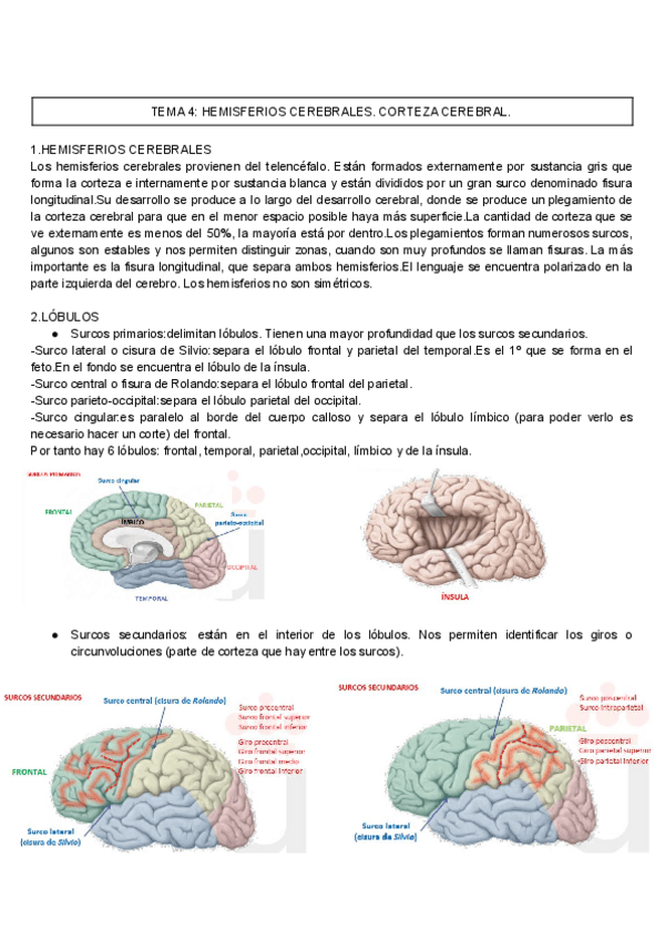 Miniatura del documento TEMA-4-ANATOMIA.pdf