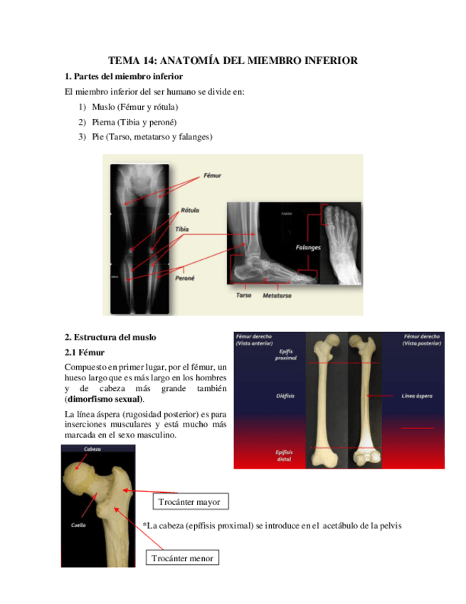 Miniatura del documento Tema-14.pdf