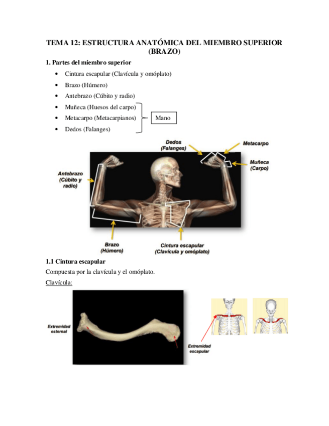 Miniatura del documento Tema-12.pdf