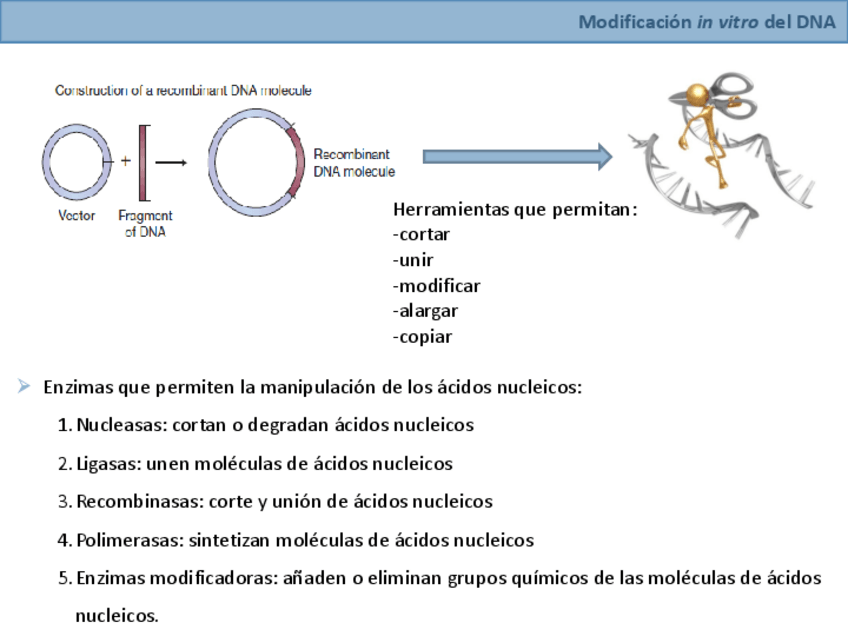 Miniatura del documento Tema2segundaparte.pdf