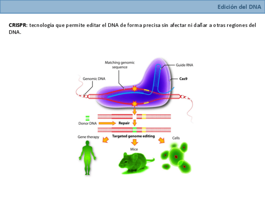 Miniatura del documento CRISPR.pdf