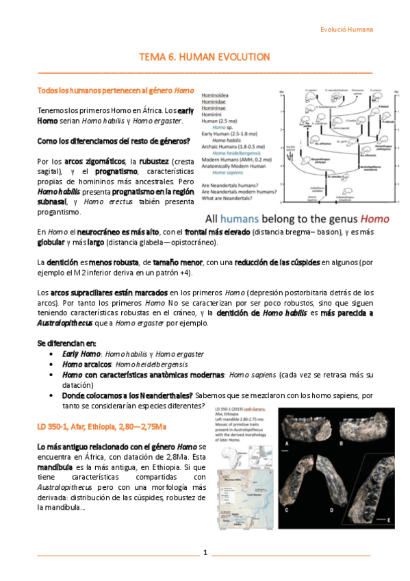 Miniatura del documento T6-Human-evolution.pdf