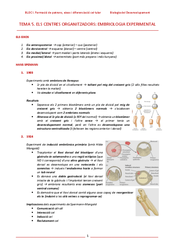 Miniatura del documento T5-Els-centres-organitzadors-embriologia-experimental-esq.pdf