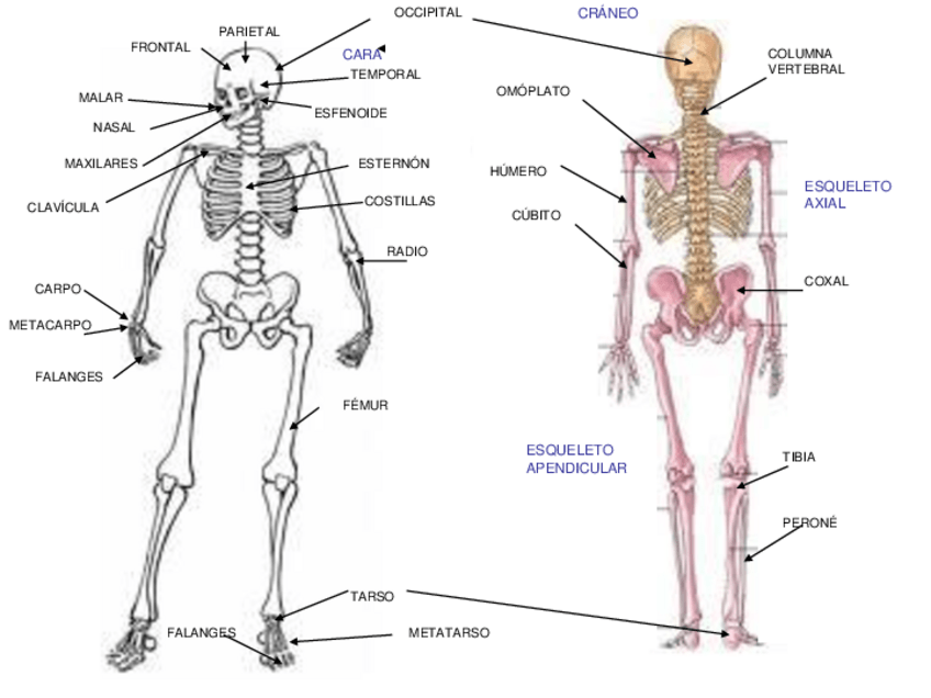 Miniatura del documento Huesos.pdf