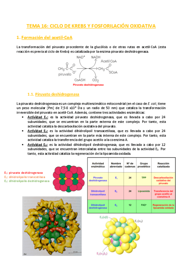 Miniatura del documento TEMA-16-Bioquimica.pdf