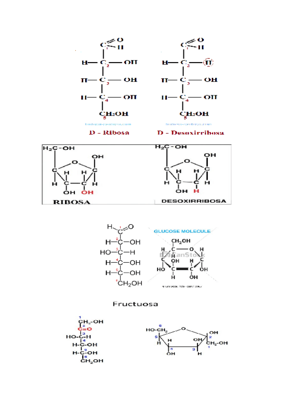 Miniatura del documento FOTO-MOLECULA.docx
