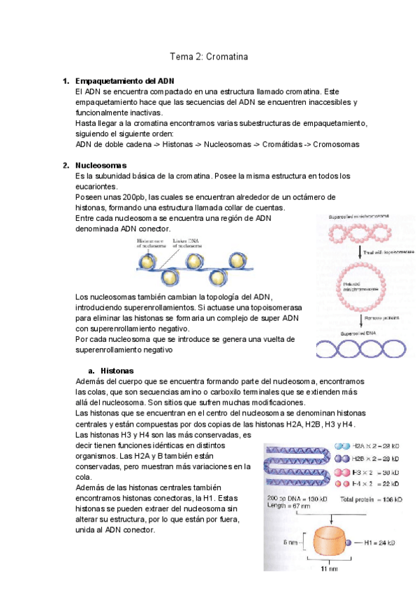 Miniatura del documento Tema-2-Cromatina.pdf