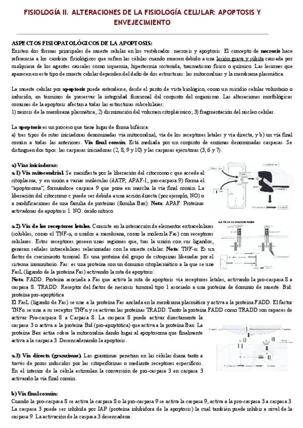 Miniatura del documento APOPTOSIS-Y-ENVEJECIMIENTO.pdf