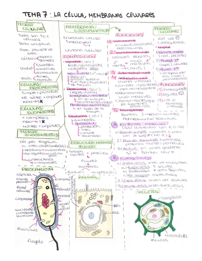 Miniatura del documento Cel.pdf