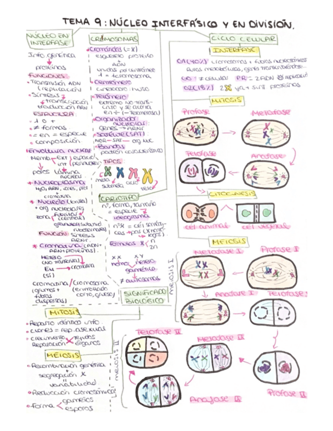 Miniatura del documento nucleo-.pdf