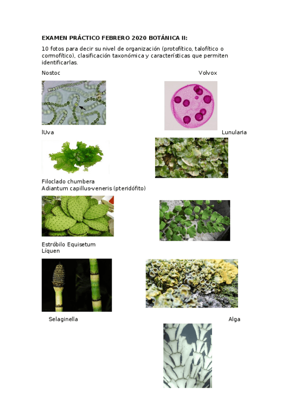 Miniatura del documento EXAMEN-PRACTICO-BOTANICA-1.docx
