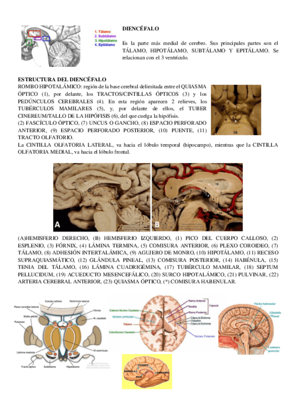 Miniatura del documento T2-ANATO-II.pdf