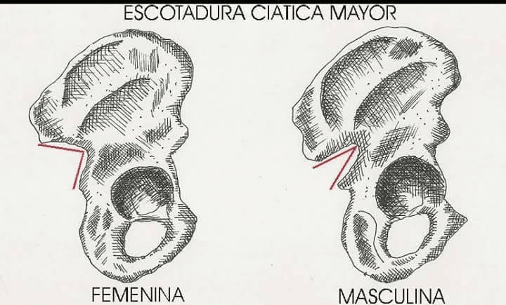 Miniatura del documento pelvis.jpg