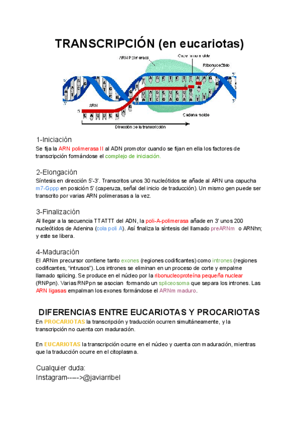 Miniatura del documento Transcripcion.pdf