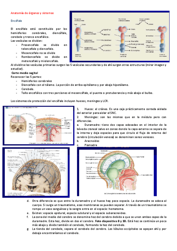 Miniatura del documento Encefalo.pdf