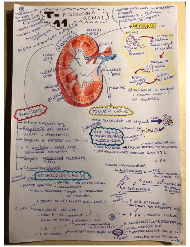 Miniatura del documento T-11-fisiologia-renal-.pdf