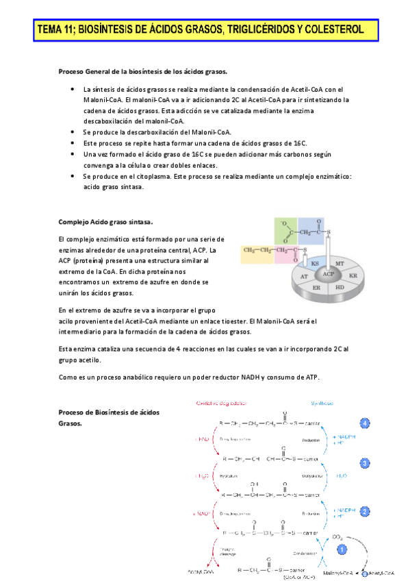 Miniatura del documento Tema-11.pdf