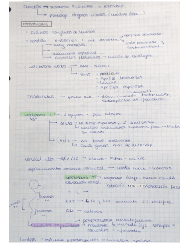 Miniatura del documento Columna-vertebral-.pdf