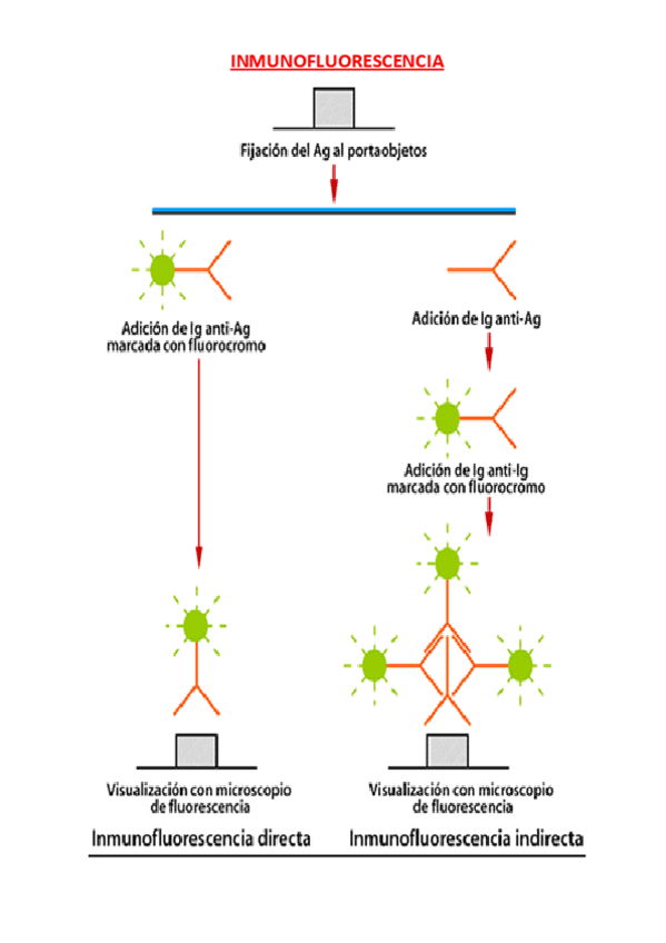 Miniatura del documento Inmunofluorescencia-Otro-esquema.pdf