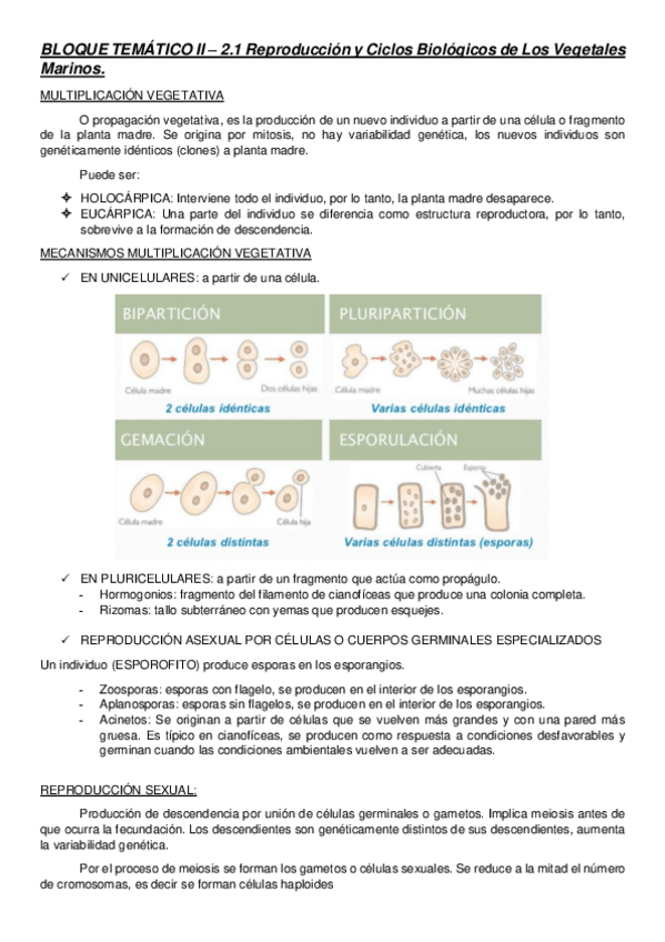 Miniatura del documento BLOQUE-TEMATICO-II.pdf
