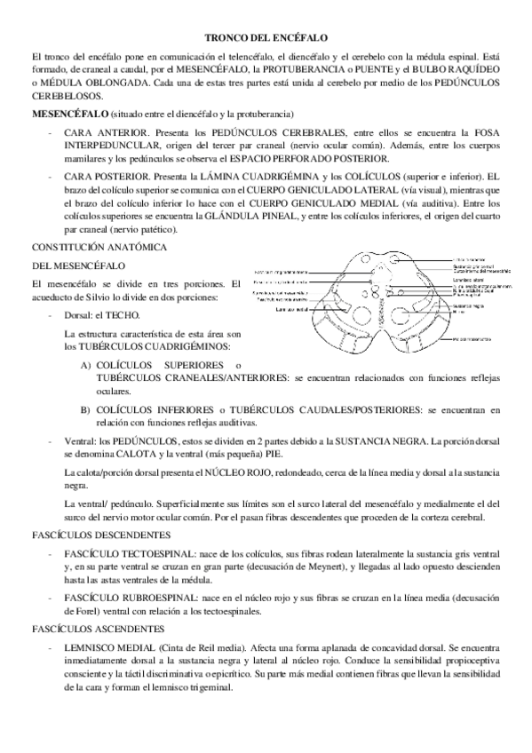 Miniatura del documento T3-ANATO-II.pdf