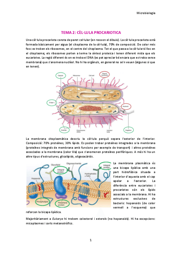 Miniatura del documento TEMA-2.pdf