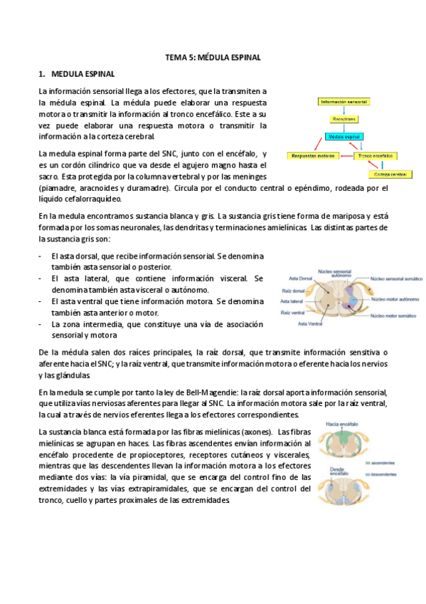 Miniatura del documento 5-medula-espinal.pdf