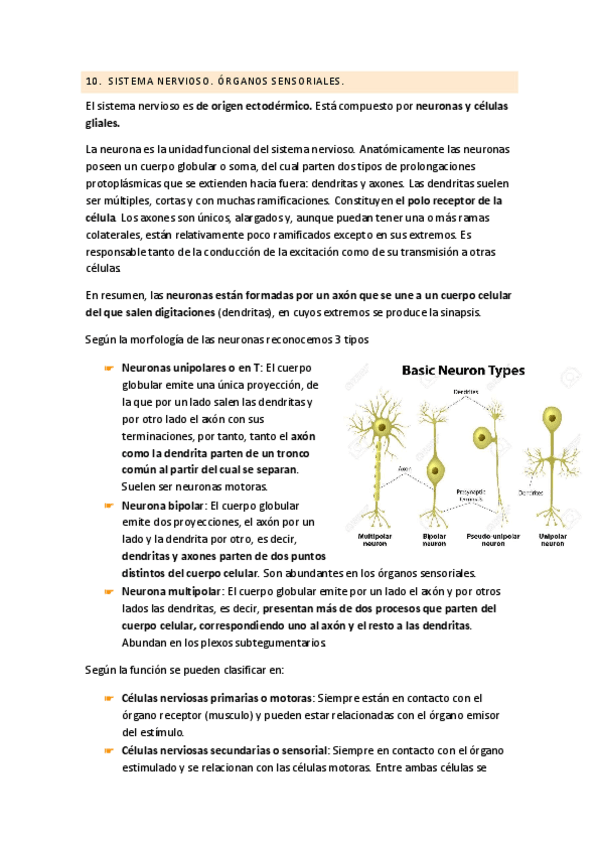 Miniatura del documento Sistema nervioso Artropodos.pdf