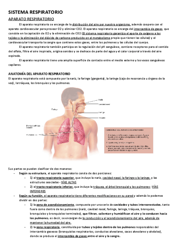 Miniatura del documento Sistema-Respiratorio.pdf