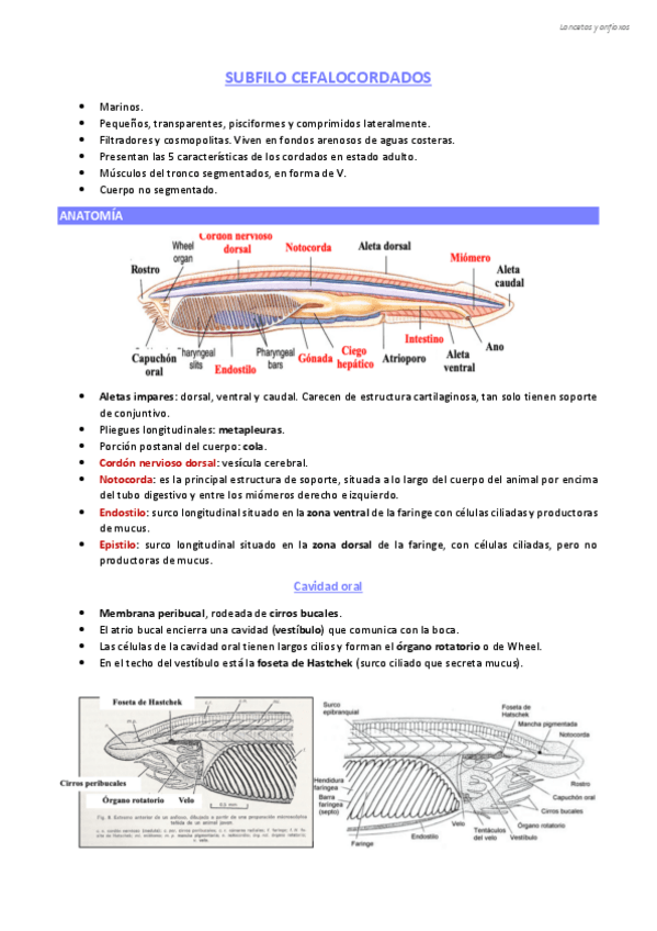 Miniatura del documento CEFALOCORDADOS.pdf