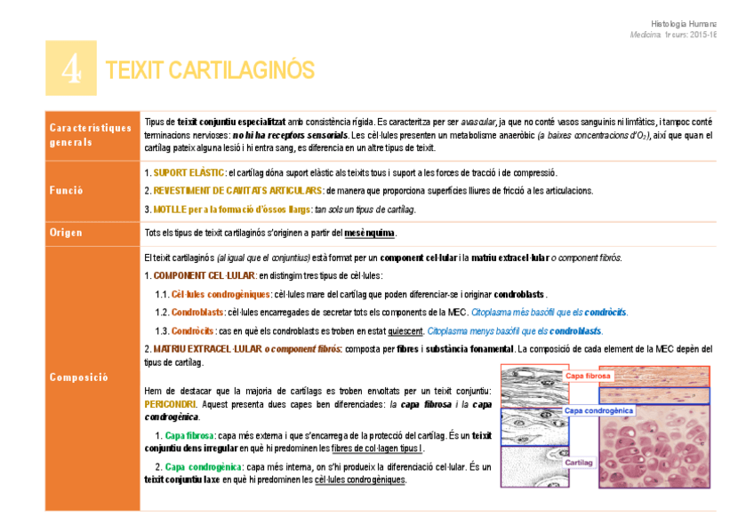 Miniatura del documento 4. Teixit cartilaginós.pdf