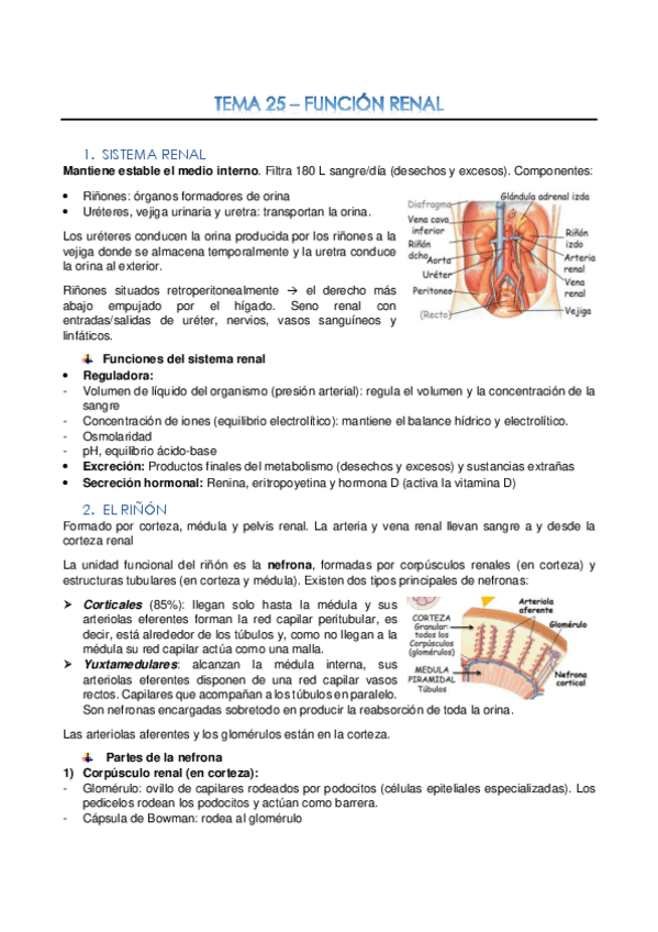 Miniatura del documento Tema-25-Funcion-renal.pdf