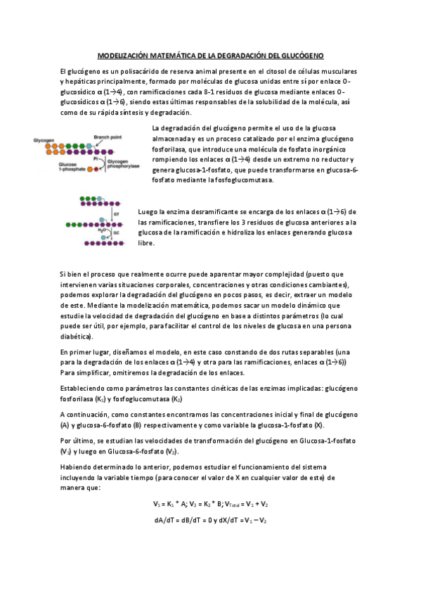 Miniatura del documento Modelizacion-degradacion-glucogeno.pdf