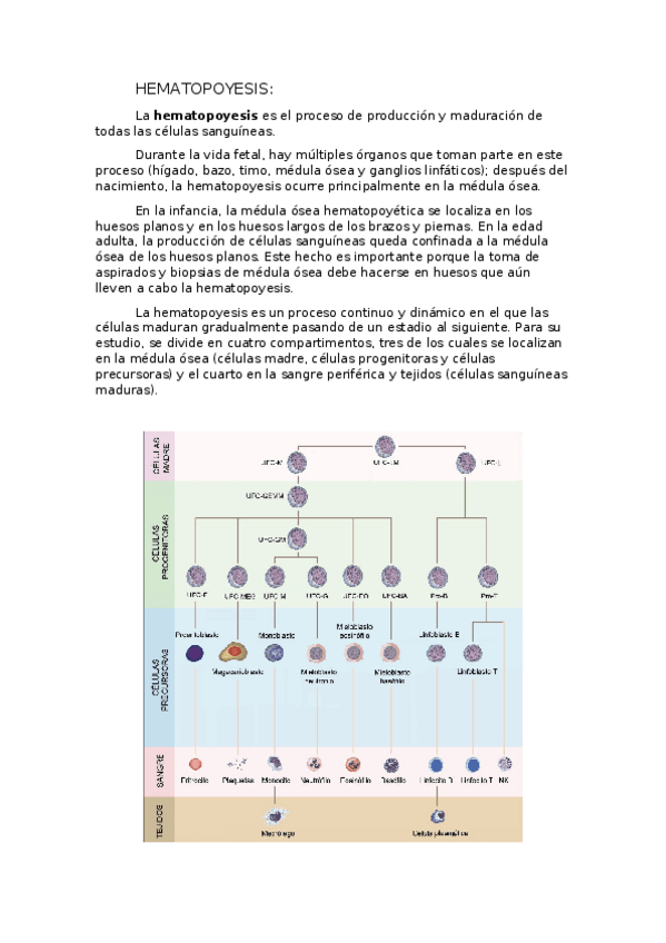 Miniatura del documento Hematopoyesis.docx