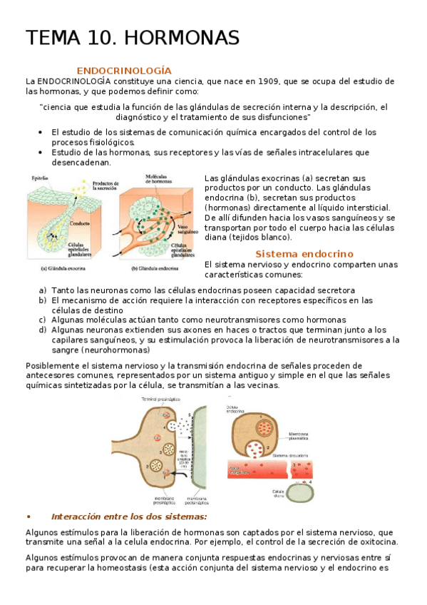 Miniatura del documento Apuntes-endocrino.docx