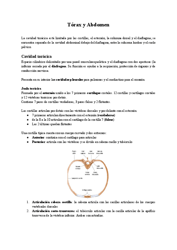 Miniatura del documento Torax-y-Abdomen-1.pdf