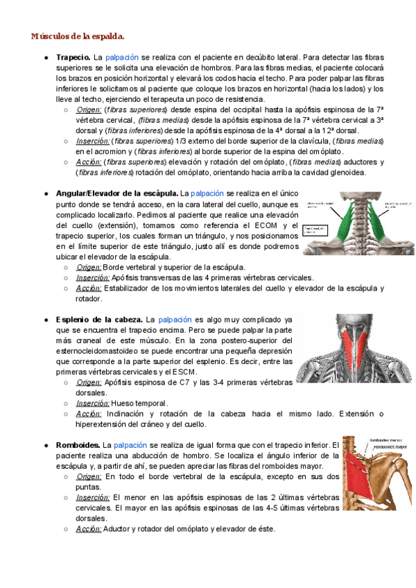 Miniatura del documento Musculos-de-la-espalda.pdf