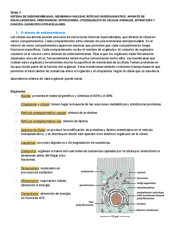 Miniatura del documento TEMA-7-BIOLOGIA.pdf