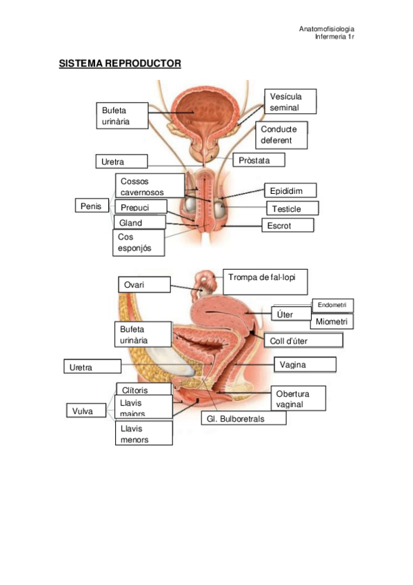 Miniatura del documento TEMA 8. Sist. Reproductor.pdf