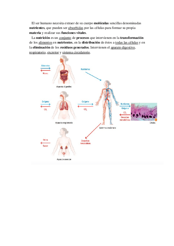 Miniatura del documento La-nutricion-humana.docx