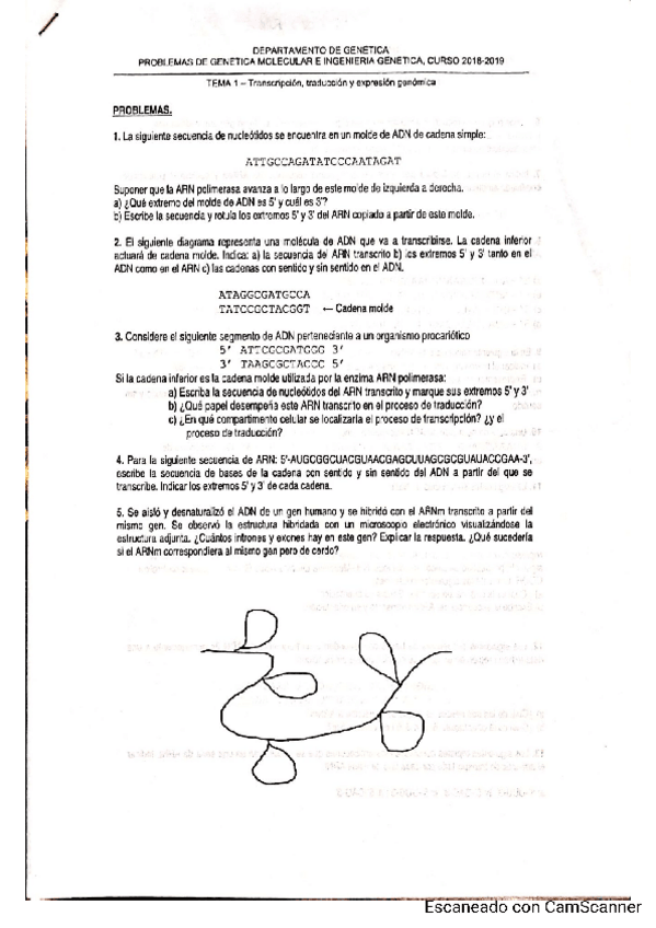 Miniatura del documento problemas-corregidos-genetica.pdf