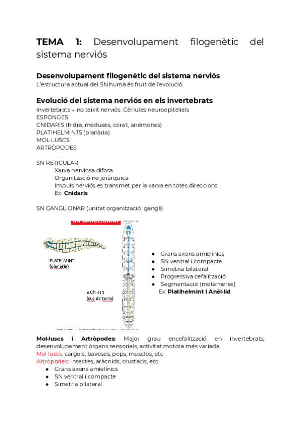 Miniatura del documento TEMA-1-Desenvolupament-filogenetic-del-sistema-nervios.pdf