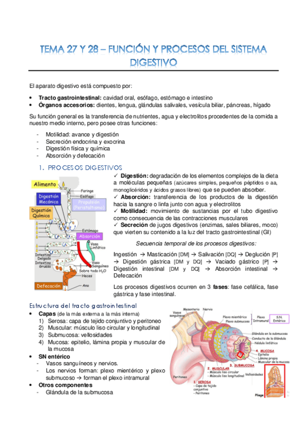 Miniatura del documento Tema-27-y-28-Sistema-digestivo-funcion-y-procesos-convertido.pdf