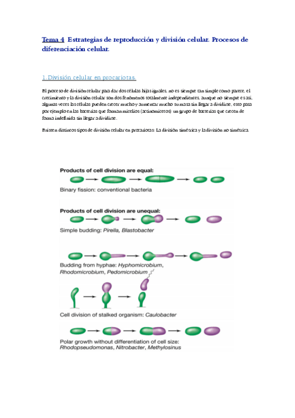 Miniatura del documento Tema-4-.pdf