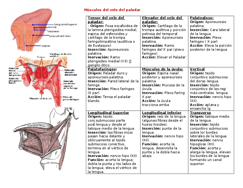 Miniatura del documento Musculos-de-la-lengua.docx