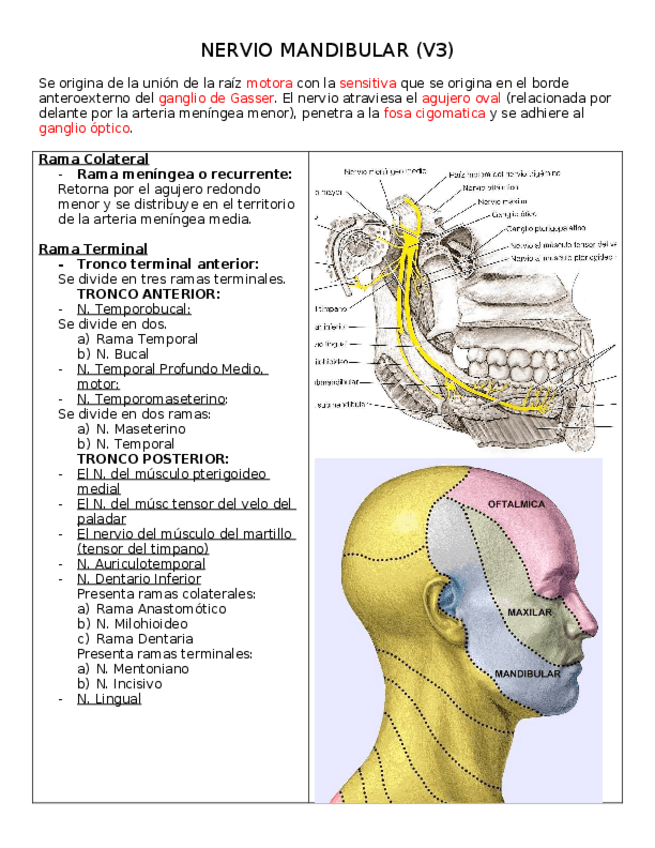 Miniatura del documento 2-NERVIO-MANDIBULAR-copia.docx