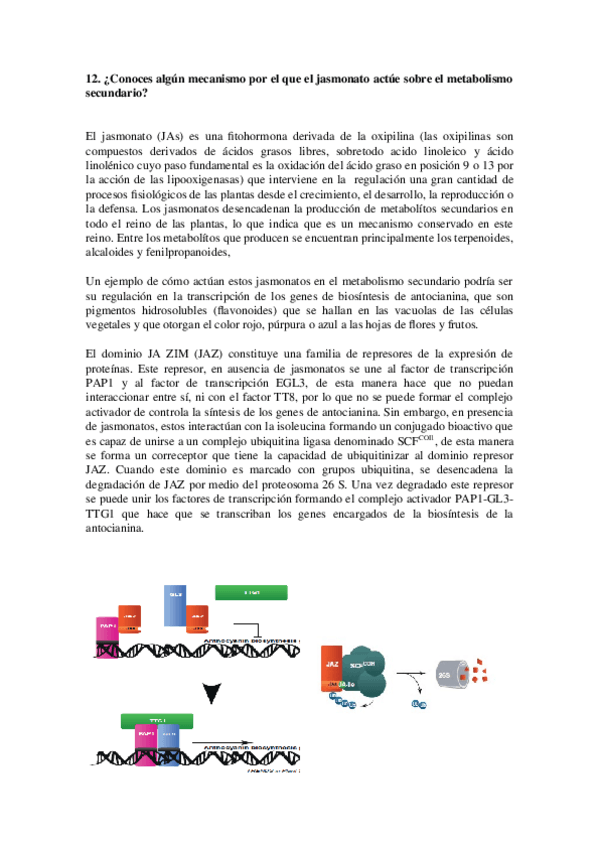 Miniatura del documento preguntas-12-contestadas.docx