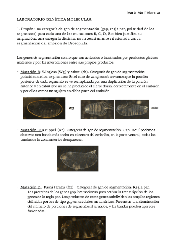 Miniatura del documento laboratorio-genetica-molecular.pdf